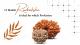 Twelve Mukhi Rudraksha Ideal For Which Profession?