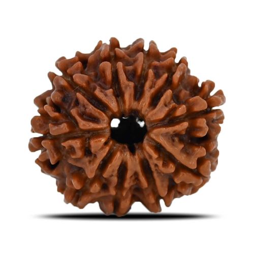 Natural 10 Mukhi (Ten Mukhi) Nepal Rudraksha GJSPC Certified 24.07 M.M.