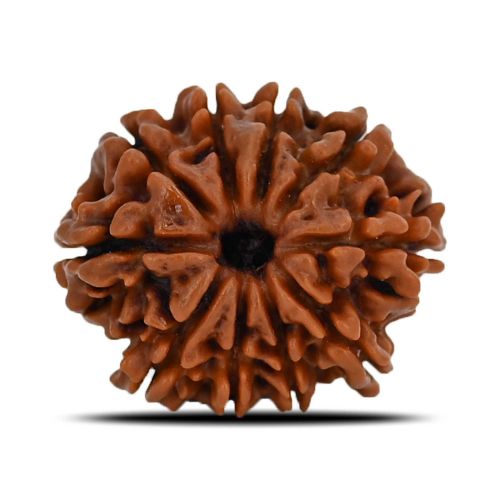 Natural 10 Mukhi (Ten Mukhi) Nepal Rudraksha GJSPC Certified 22.28 M.M.