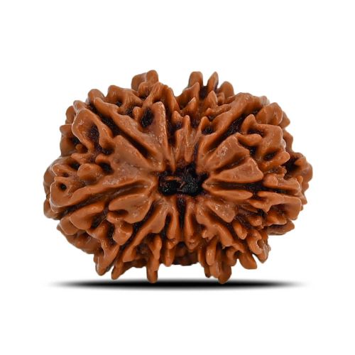 Natural 10 Mukhi (Ten Mukhi) Nepal Rudraksha GJSPC Certified 23.64 M.M.