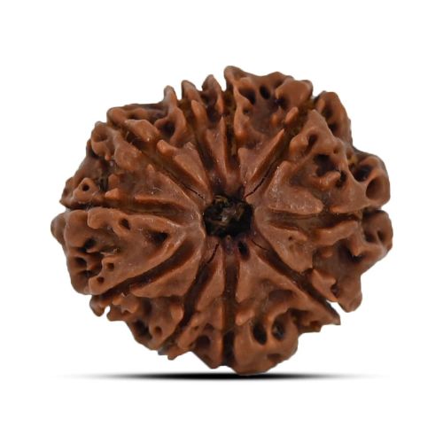 10 Mukhi Rudraksha 24.16 M.M.