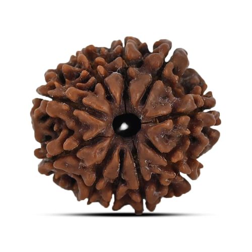 10 Mukhi Rudraksha 22.03 M.M.