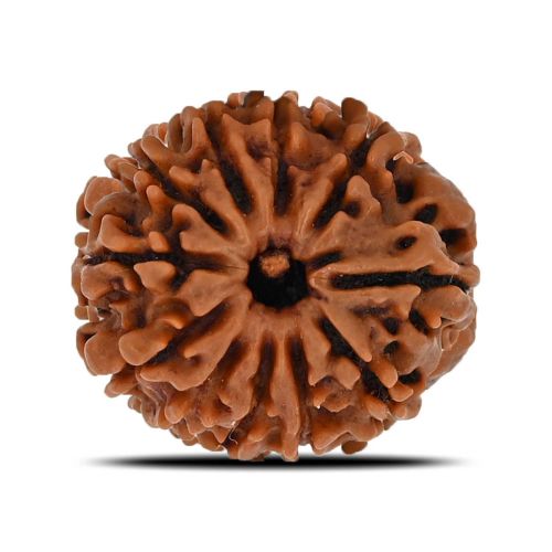 Natural 11 Mukhi (Eleven Mukhi) Nepal Rudraksha GJSPC Certified 22.37 M.M.