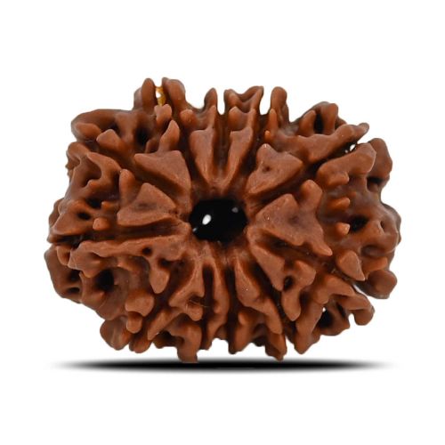 Natural 11 Mukhi (Eleven Mukhi) Nepal Rudraksha GJSPC Certified 23.59 M.M.