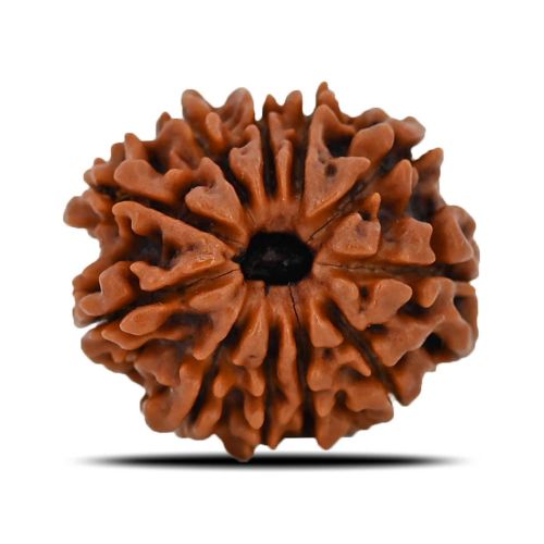 Natural 11 Mukhi (Eleven Mukhi) Nepal Rudraksha GJSPC Certified 22.58 M.M.