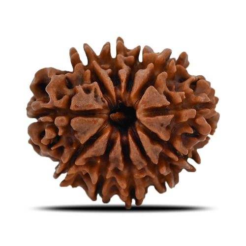 Natural 11 Mukhi (Eleven Mukhi) Nepal Rudraksha GJSPC Certified 22.98 M.M.