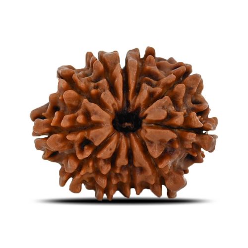 Natural 11 Mukhi (Eleven Mukhi) Nepal Rudraksha GJSPC Certified 22.63 M.M.