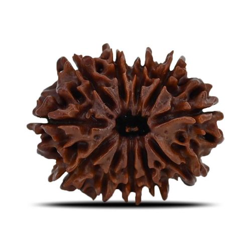 Natural 11 Mukhi (Eleven Mukhi) Nepal Rudraksha GJSPC Certified 24.51 M.M.