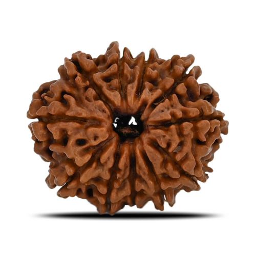 Natural 11 Mukhi (Eleven Mukhi) Nepal Rudraksha GJSPC Certified 22.6 M.M.