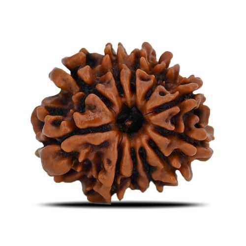 Natural 11 Mukhi (Eleven Mukhi) Nepal Rudraksha GJSPC Certified 21.67 M.M.