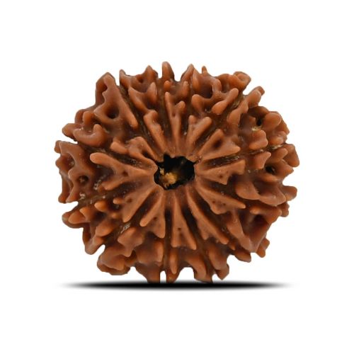 12 Mukhi (Twelve Mukhi ) Rudraksha Nepal GJSPC Certified 25.1 M.M.