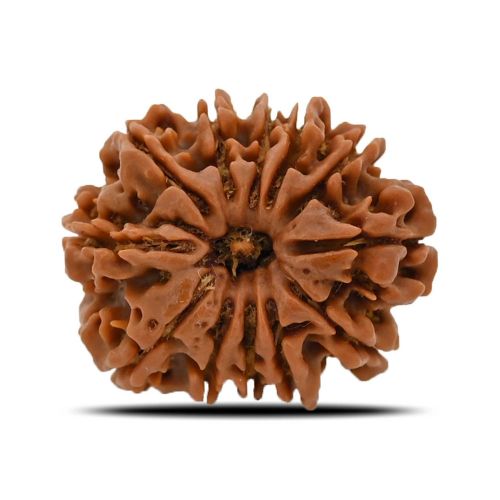 12 Mukhi (Twelve Mukhi ) Rudraksha Nepal GJSPC Certified 26.43 M.M.