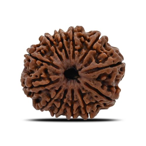 12 Mukhi (Twelve Mukhi ) Rudraksha Nepal GJSPC Certified 25.66 M.M.