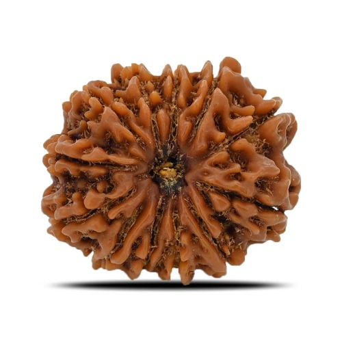 12 Mukhi (Twelve Mukhi ) Rudraksha Nepal GJSPC Certified 25.6 M.M.