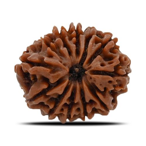 12 Mukhi (Twelve Mukhi ) Rudraksha Nepal GJSPC Certified 24.69 M.M.