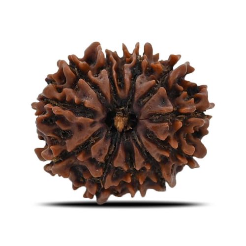 12 Mukhi (Twelve Mukhi ) Rudraksha Nepal GJSPC Certified 20.93 M.M.