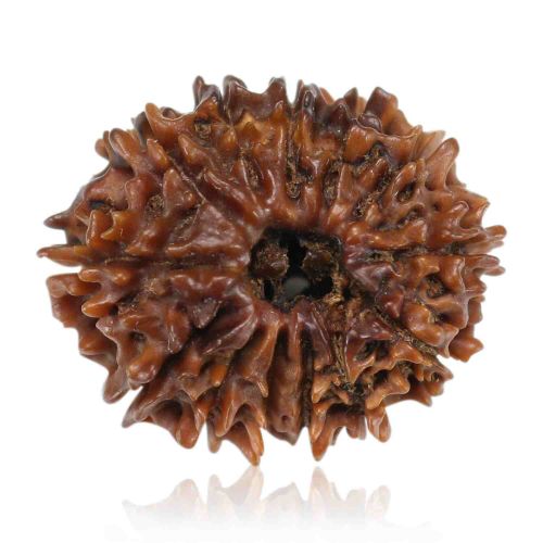 Natural 13 Mukhi Rudraksha (Nepal) GJSPC Certified 24.27 M.M.