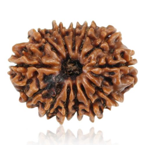 Natural 13 Mukhi Rudraksha (Nepal) GJSPC Certified 24.13 M.M.