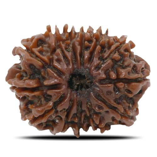 Natural 13 Mukhi Rudraksha (Nepal) GJSPC Certified 25.16 M.M.