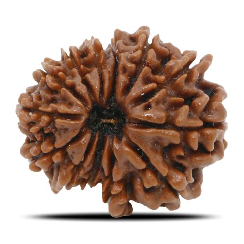 Natural 13 Mukhi Rudraksha (Nepal) GJSPC Certified 24.29 M.M.