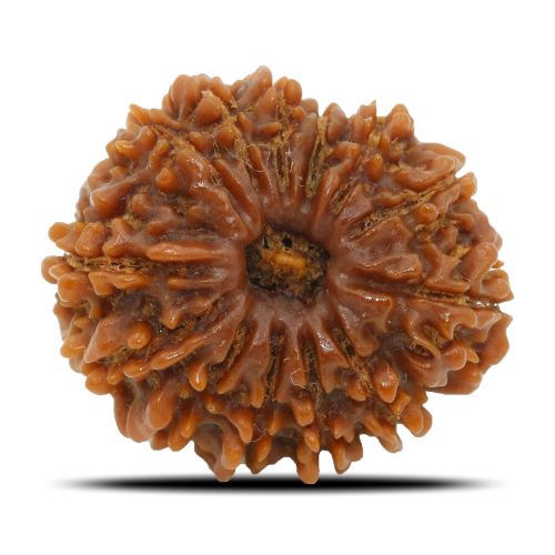 Natural 13 Mukhi Rudraksha (Nepal) GJSPC Certified 23.15 M.M.