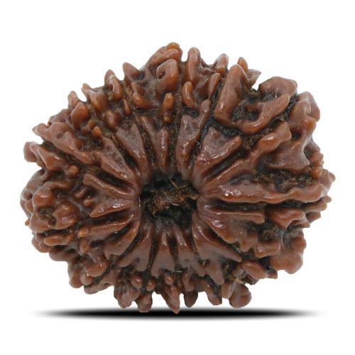 Natural 13 Mukhi Rudraksha (Nepal) GJSPC Certified 26.7 M.M.