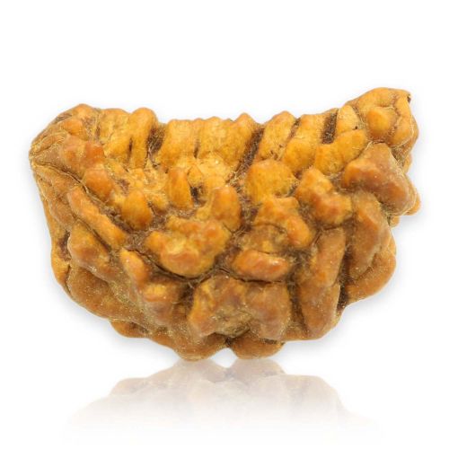 Natural Ek Mukhi Rudraksha (1 Mukhi) India GJSPC Certified 25.11 M.M.