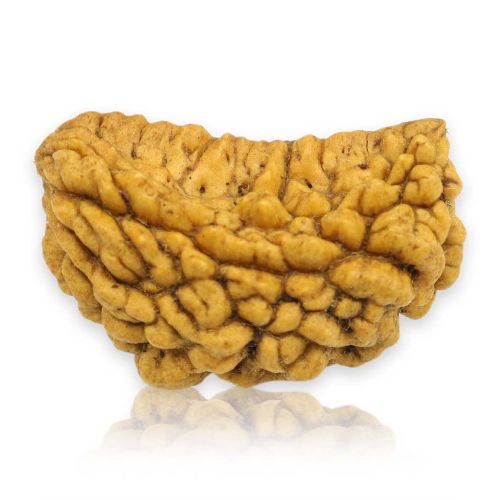 Natural Ek Mukhi Rudraksha (1 Mukhi) India GJSPC Certified 28.18 M.M.