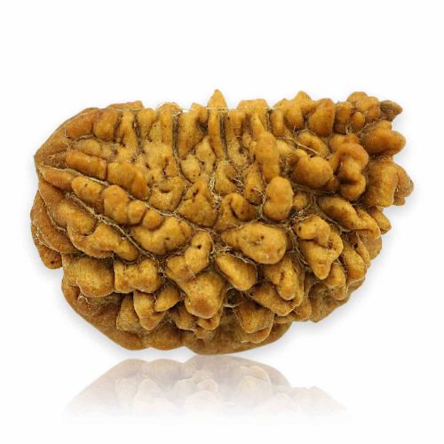 Natural Ek Mukhi Rudraksha (1 Mukhi) India GJSPC Certified 24.61 M.M.