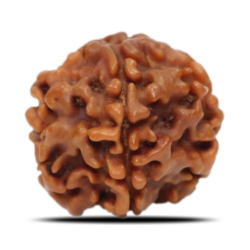 1 Mukhi Rudraksha Nepal (Underdeveloped) IGL Certified 18.68 M.M.