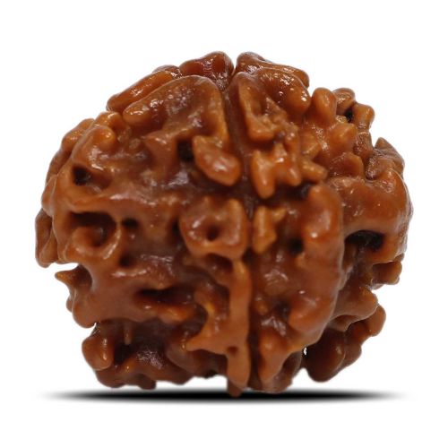 1 Mukhi Rudraksha Nepal (Underdeveloped) IGL Certified 19.71 M.M.