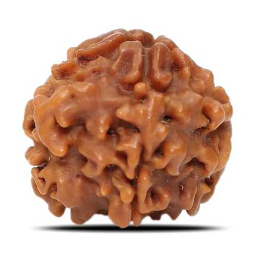 1 Mukhi Rudraksha Nepal (Underdeveloped) IGL Certified 18.8 M.M.