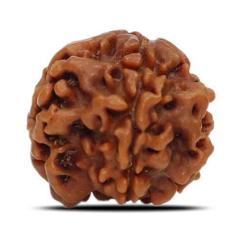 1 Mukhi Rudraksha Nepal (Underdeveloped) IGL Certified 20.11 M.M.