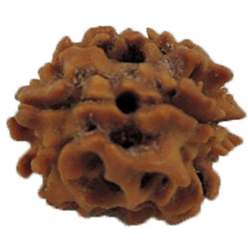 2 Mukhi Rudraksha (India) With Freebie 5 Mukhi Rudraksha Mala