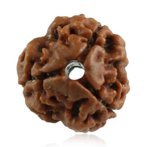 Natural 3 Mukhi Rudraksha (Nepal) GJSPC Certified