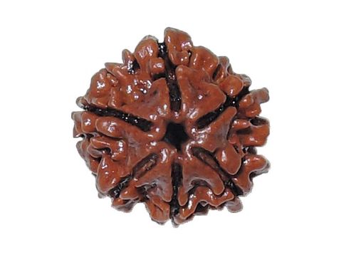 Natural Rudraksha (6 Mukhi) Six Mukhi (Nepal) GJSPC Certified