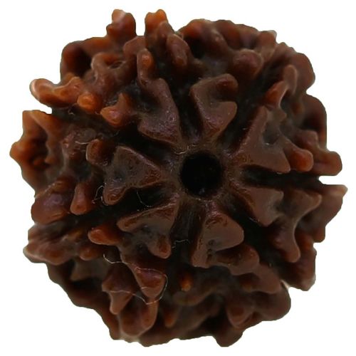 7 Mukhi (Seven Mukhi) Nepal Rudraksha