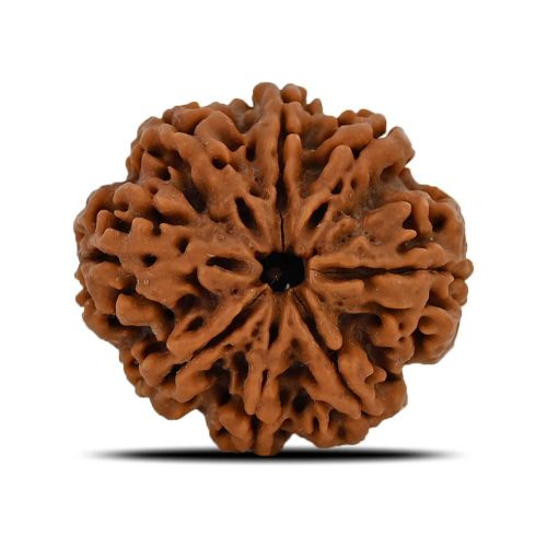 Natural 8 Mukhi (Eight Mukhi) Nepal Rudraksha GJSPC Certified 24.83 M.M.