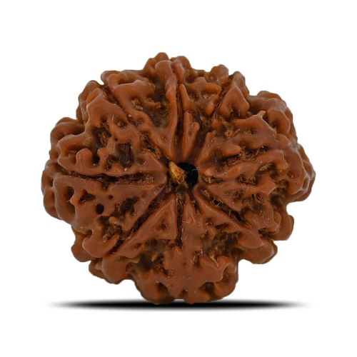 Natural 8 Mukhi (Eight Mukhi) Nepal Rudraksha GJSPC Certified 26.17 M.M.