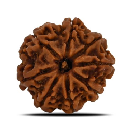 Natural 8 Mukhi (Eight Mukhi) Nepal Rudraksha GJSPC Certified 23.54 M.M.