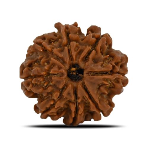 Natural 8 Mukhi (Eight Mukhi) Nepal Rudraksha GJSPC Certified 23.93 M.M.