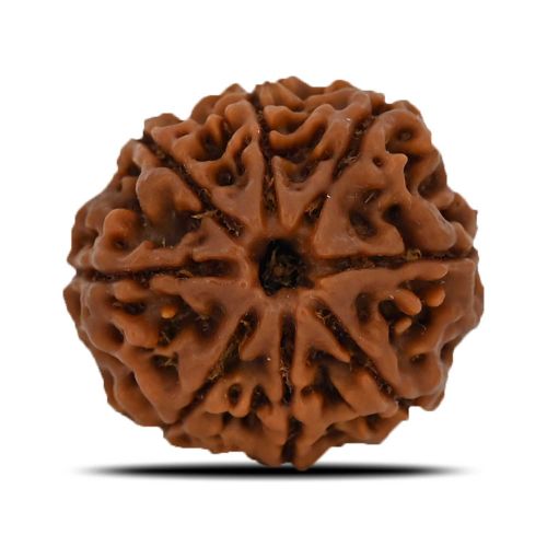 Natural 8 Mukhi (Eight Mukhi) Nepal Rudraksha GJSPC Certified 23.19 M.M.