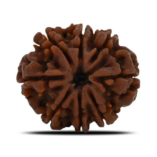 Natural 8 Mukhi (Eight Mukhi) Nepal Rudraksha GJSPC Certified 23.69 M.M.