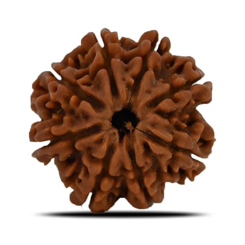 Natural 8 Mukhi (Eight Mukhi) Nepal Rudraksha GJSPC Certified 23.9 M.M.