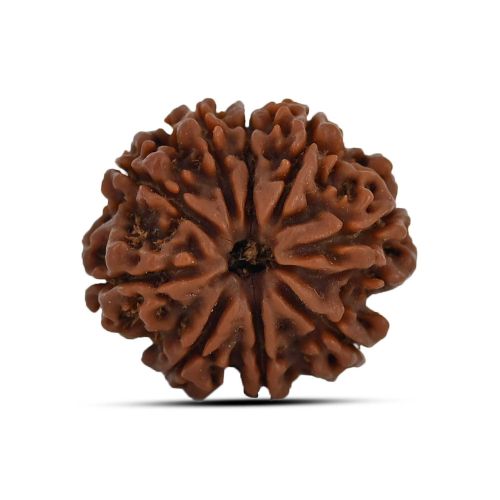 9 Mukhi Rudraksha 22.93 M.M.