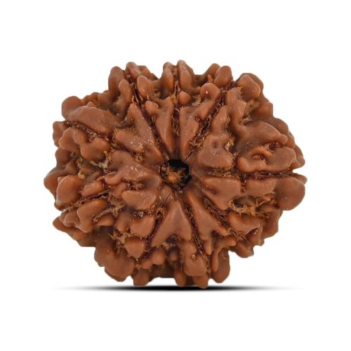 9 Mukhi Rudraksha 22.49 M.M.