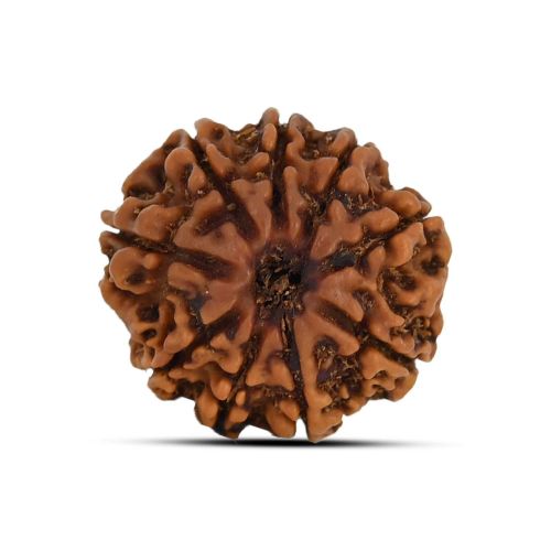 9 Mukhi Rudraksha 21.17 M.M.