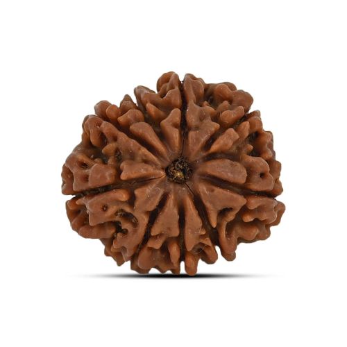 9 Mukhi Rudraksha 23.37 M.M.