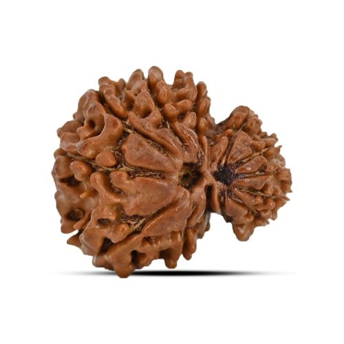 Garbh Gauri Rudraksha Nepal (GJSPC Certfied) 23.62 M.M.