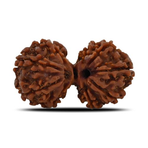 Natural 9 Mukhi (Nine Mukhi) Gauri Shankar Rudraksha (Nepal) GJSPC Certified 33.34 M.M.